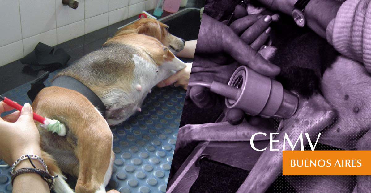 Curso de Fisioterapia y Rehabilitación en Pequeños Animales - CEMV Curso de Fisioterapia y Rehabilitación en Pequeños Animales - CEMV