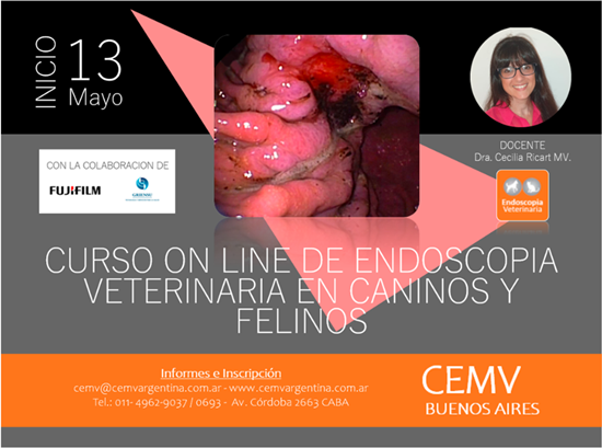 Curso Online de Endoscopía Veterinaria en Caninos y Felinos