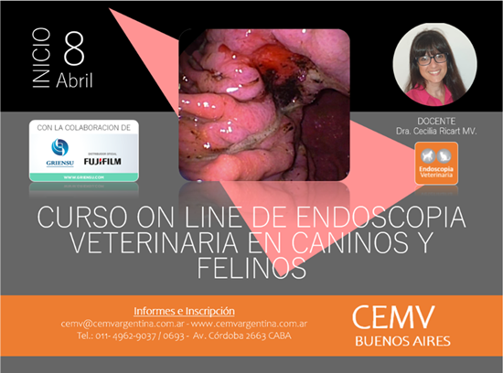 Curso Online de Endoscopía Veterinaria en Caninos y Felinos