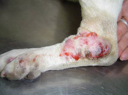 Que régimen a la psoriasis le ha ayudado